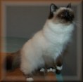 /album/rozita/rozita-jpg/